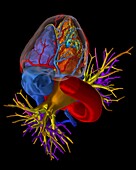 Healthy heart, 3D CT scan