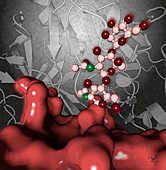 Malaria parasite protease, illustration