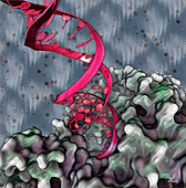 Dicer bound to microRNA precursor, illustration
