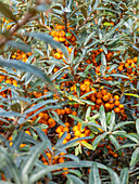 Sea buckthorn berries on bush