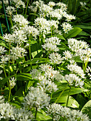 Wild garlic (Allium ursinum) blooming in spring garden