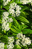 Wild garlic (Allium ursinum) blooming in spring garden