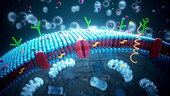 Cell membrane, illustration