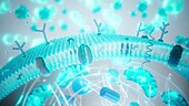 Cell membrane, illustration