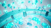 Cell membrane, illustration