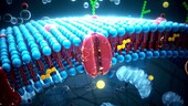 Cell membrane, illustration