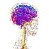Vertebral arteries, illustration