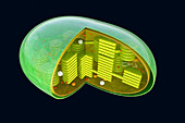 Cross-section of a Chloroplast