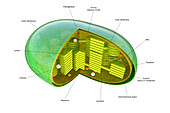 Cross-section of a Chloroplast