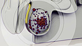 Testicular cancer, conceptual illustration