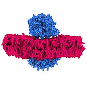 Structure of the mouse piezo1 ion channel inside a membrane, illustration