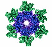 Cyanobacterial circadian clock protein complex KaiCBA, illustration