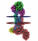 Human ER membrane protein complex, illustration