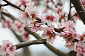 Almond blossoms (Prunus dulcis) on branches in spring