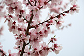 Almond blossoms (Prunus dulcis) in spring