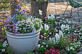  Spring border with Morocco Magerite African Rose and African Spring Saxifrage White Primroses Touch of Gold Mannsschild Star Dust Hyacinths and Forget-me-nots Pot planted with Columbine Nana Rockcress Alabaster and Pink Gem Saxifrage So Saxy Rose Forget-me-nots Myomark 