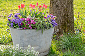  Zinc tub with Primula Amethyst and Beaujolais Sage and Rockcress Alabaster 