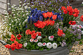 Zinkwanne auf der Kiesterrasse bepflanzt mit Leinblättiger Tulpe, Bergbohnenkraut, Gänseblümchen (Bellis perennis), Traubenhyazinten, Vergissmeinnicht und niedriger Jakobsleiter 'Haevenly Habit'