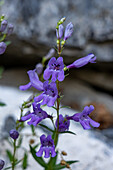Breitblättrige Bartzunge, Penstemon pachyphyllus, blüht im Timpanogos Cave National Monument, Utah.