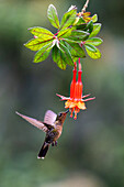 A female Tyrian Metaltail hummingbird, Metallura tyrianthina, feeding on a fuchsia flower in Ecuador.