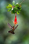 A female Tyrian Metaltail hummingbird, Metallura tyrianthina, feeding on a fuchsia flower in Ecuador.