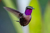 A male Purple-throated Woodstar - Calliphlox mitchellii, hovering in the cloud forest in Mindo, Ecuador.