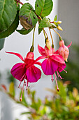 Blühende Fuschsia-Blüten im Äquatorpark in Mitad del Mundo, Ecuador.