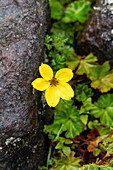 Bidens andicola in voller Blüte im Paramo-Ökosystem im Cotopaxi-Nationalpark in Ecuador.