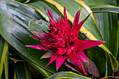An Aechmea fasciata bromeliad inflorescence in the Quito Botanical Garden in Quito, Ecuador.