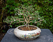 Ein blühender Serissa-Bonsaibaum im Bonsaimuseum im Botanischen Garten von Quito in Quito, Ecuador.