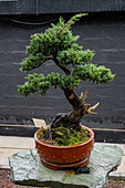 Ein informeller aufrechter Wacholder im Bonsai-Stil im Bonsai-Museum des Botanischen Gartens von Quito in Quito, Ecuador.