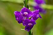 Porterweed, Stachytarpheta frantzii, in der Yarina Ecolodge am Napo-Fluss im Amazonasbecken von Ecuador.