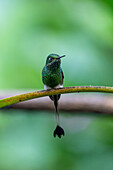 A male White-booted Racket-tail, Ocreatus underwoodii, perched on a branch in the Mindo cloud forest in Ecuador.