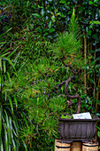 Eine informelle aufrechte Bonsai-Kiefer im Bonsai-Museum im Botanischen Garten von Quito in Quito, Ecuador.