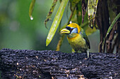 A female Red-headed Barbet, Eubucco bourcierii, in the Mindo cloud forest in Ecuador.