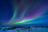 Bands of aurora to the east and south over the Churchill Rocket Range in the early evening twilight with the sky still deep blue. Orion and Canis Major are at lower centre. Above is Taurus and the Pleiades, with Jupiter in Taurus. At lower right is the old Aerobee rocket launch tower.