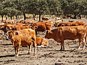 Robust Asturian Valley cattle thrive in expansive fields on a sunny farm in Llerena, Extremadura, showcasing their natural behavior.