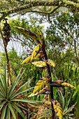Blütenstand der Bromelie Tillandsia lajensis im Regen im Cotacachi-Cayapas-Nationalpark, Ecuador.