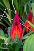 Veitch's Marvel, Masdevallia veitchiana, im Orchidarium des Botanischen Gartens von Quito, Quito, Ecuador.