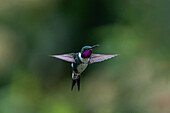 A male Gorgeted Woodstar, Chaetocercus heliodor, in flight in the highlands of Ecuador.