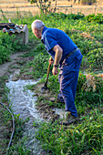 A gardener uses traditional methods to irrigate his organic plot in Pallares, sustaining summer crops with care and ancestral knowledge.