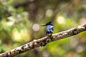 Ein Grüner Eisvogel, Chloroceryle americana, im Napo Wildlife Center, Yasuni National Park, Ecuador.