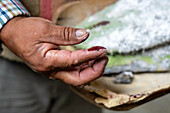 Natural red dye from one cochineal insect in the Tahuantinsuyo Weaving Workshop, Otavalo, Ecuador.