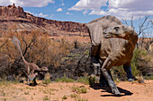 Life-size replica of the dinosaur Iguanodon bernissartensis the Moab Giants dinosaur park in Moab, Utah. It is being attacked by a Deinonychus antirrhopus, a medium-sized raptor dinosaur.
