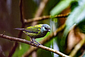 A female Black-capped Tanager, Tangara heinei, perched on a branch in the Mindo cloud forest in Ecuador.