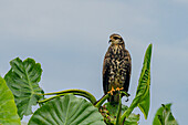Ein unreifer oder weiblicher Schneckenweih im Napo Wildlife Center im Yasuni-Nationalpark, Ecuador.