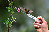 A female Tyrian Metaltail hummingbird perched on a birding guide's syringe in Ecuador.