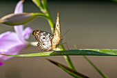 Ein Weißes Tagpfauenauge, Anartia jatrophae, auf einem Blatt im Ökologischen Reservat Yarina im Amazonasgebiet Ecuadors.