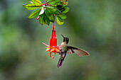 A male Tyrian Metaltail hummingbird, Metallura tyrianthina, perching on a fuchsia flower in Ecuador.