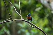 Ein Grüner Eisvogel, Chloroceryle americana, im Napo Wildlife Center, Yasuni National Park, Ecuador.